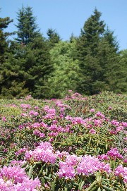 Roan Mtn. Pink Beds in June